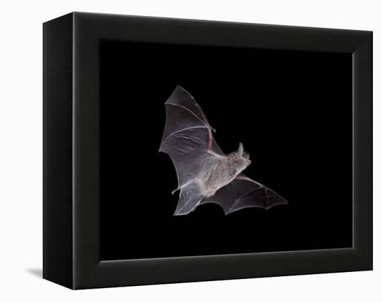 Cave Myotis (Myotis Velifer) in Flight in Captivity, Hidalgo County, New Mexico, USA, North America-James Hager-Framed Premier Image Canvas