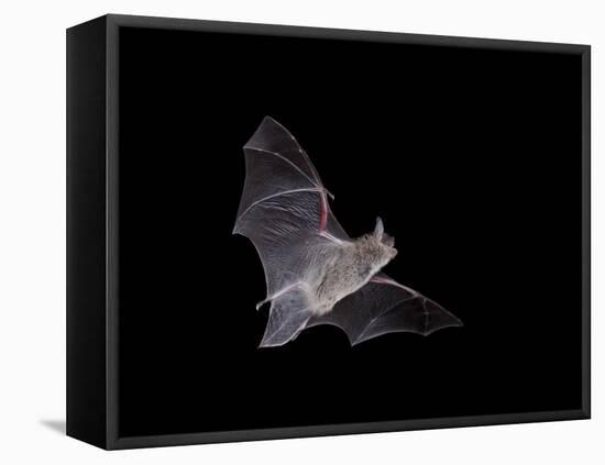 Cave Myotis (Myotis Velifer) in Flight in Captivity, Hidalgo County, New Mexico, USA, North America-James Hager-Framed Premier Image Canvas