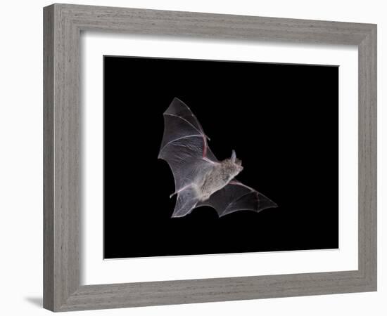 Cave Myotis (Myotis Velifer) in Flight in Captivity, Hidalgo County, New Mexico, USA, North America-James Hager-Framed Photographic Print