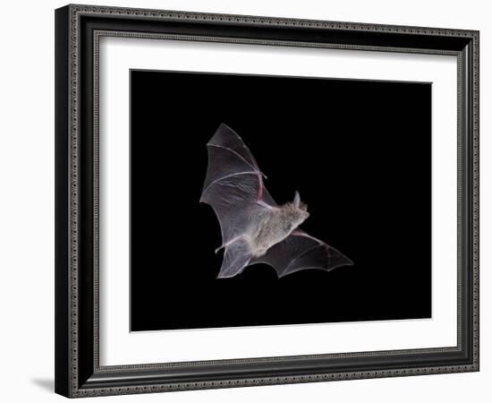 Cave Myotis (Myotis Velifer) in Flight in Captivity, Hidalgo County, New Mexico, USA, North America-James Hager-Framed Photographic Print