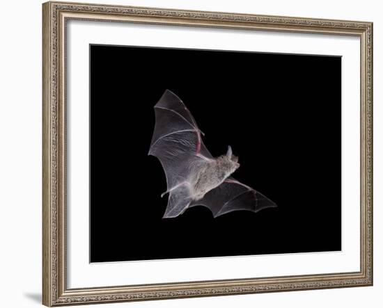 Cave Myotis (Myotis Velifer) in Flight in Captivity, Hidalgo County, New Mexico, USA, North America-James Hager-Framed Photographic Print