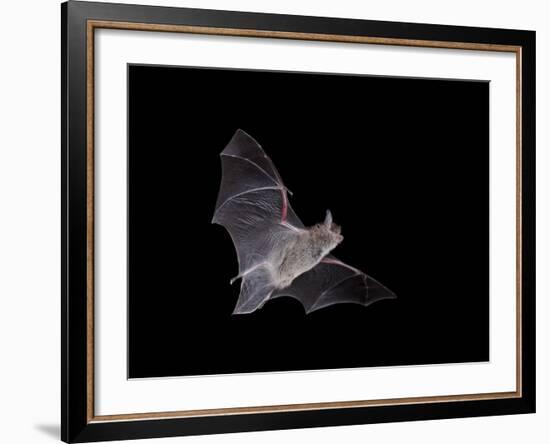 Cave Myotis (Myotis Velifer) in Flight in Captivity, Hidalgo County, New Mexico, USA, North America-James Hager-Framed Photographic Print