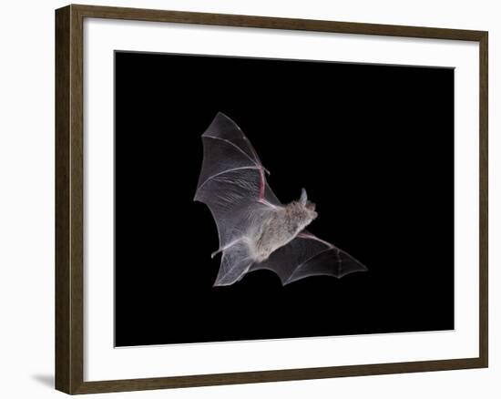 Cave Myotis (Myotis Velifer) in Flight in Captivity, Hidalgo County, New Mexico, USA, North America-James Hager-Framed Photographic Print