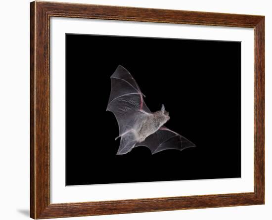 Cave Myotis (Myotis Velifer) in Flight in Captivity, Hidalgo County, New Mexico, USA, North America-James Hager-Framed Photographic Print