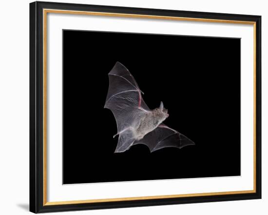 Cave Myotis (Myotis Velifer) in Flight in Captivity, Hidalgo County, New Mexico, USA, North America-James Hager-Framed Photographic Print