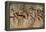 Cave Painting: Kolo Figures with Head-dresses-Sinclair Stammers-Framed Premier Image Canvas