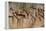 Cave Painting: Kolo Figures with Head-dresses-Sinclair Stammers-Framed Premier Image Canvas