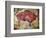 Cave Painting of Bison at Altamira-null-Framed Photographic Print