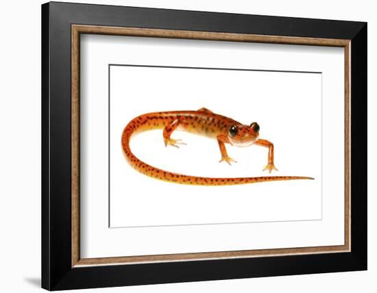 Cave Salamander (Eurycea Lucifuga) Nachez Trace Parkway, Mississippi, USA-Jp Lawrence-Framed Photographic Print