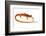 Cave Salamander (Eurycea Lucifuga) Nachez Trace Parkway, Mississippi, USA-Jp Lawrence-Framed Photographic Print