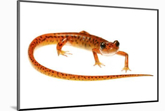 Cave Salamander (Eurycea Lucifuga) Nachez Trace Parkway, Mississippi, USA-Jp Lawrence-Mounted Photographic Print