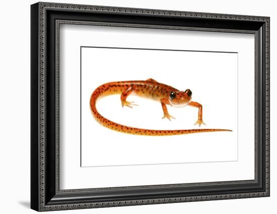 Cave Salamander (Eurycea Lucifuga) Nachez Trace Parkway, Mississippi, USA-Jp Lawrence-Framed Photographic Print