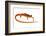 Cave Salamander (Eurycea Lucifuga) Nachez Trace Parkway, Mississippi, USA-Jp Lawrence-Framed Photographic Print