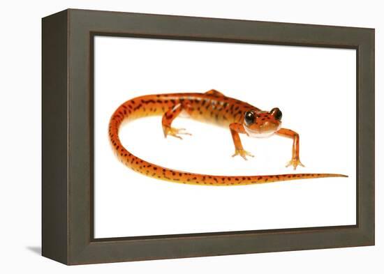 Cave Salamander (Eurycea Lucifuga) Nachez Trace Parkway, Mississippi, USA-Jp Lawrence-Framed Premier Image Canvas