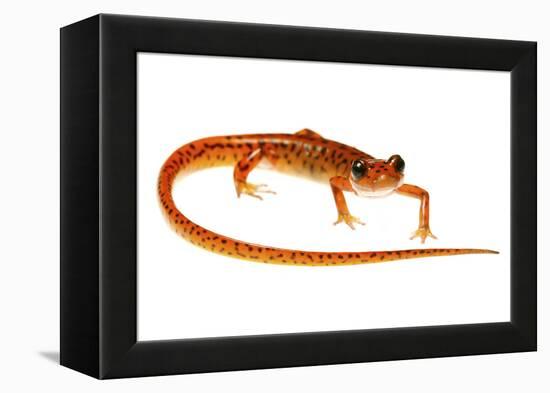 Cave Salamander (Eurycea Lucifuga) Nachez Trace Parkway, Mississippi, USA-Jp Lawrence-Framed Premier Image Canvas