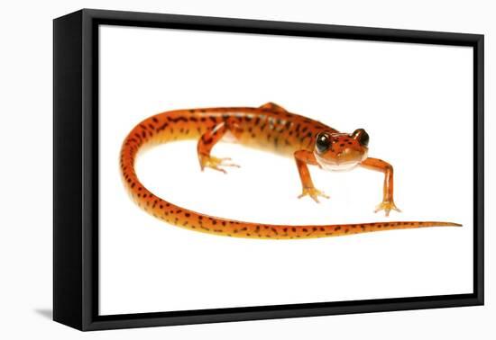 Cave Salamander (Eurycea Lucifuga) Nachez Trace Parkway, Mississippi, USA-Jp Lawrence-Framed Premier Image Canvas