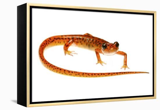 Cave Salamander (Eurycea Lucifuga) Nachez Trace Parkway, Mississippi, USA-Jp Lawrence-Framed Premier Image Canvas