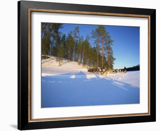 Caveris Husky Safaris, Pure-Bred Siberian Huskies, Karelia, Finland-Murray Louise-Framed Photographic Print