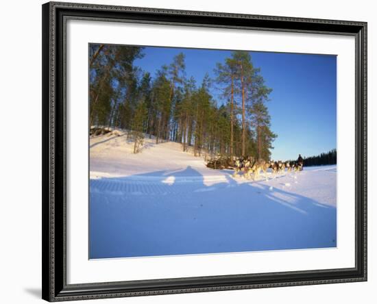 Caveris Husky Safaris, Pure-Bred Siberian Huskies, Karelia, Finland-Murray Louise-Framed Photographic Print