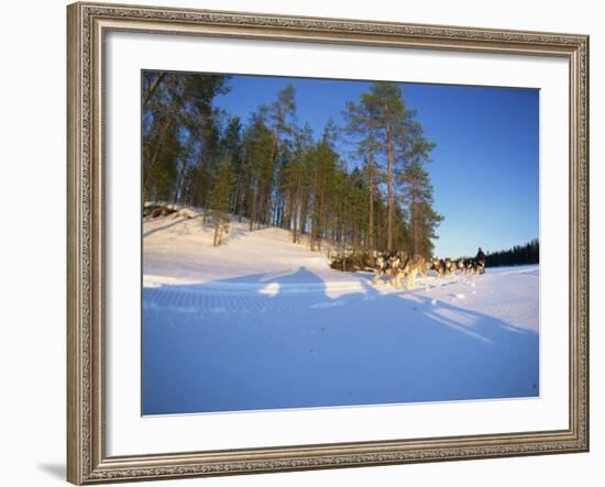 Caveris Husky Safaris, Pure-Bred Siberian Huskies, Karelia, Finland-Murray Louise-Framed Photographic Print