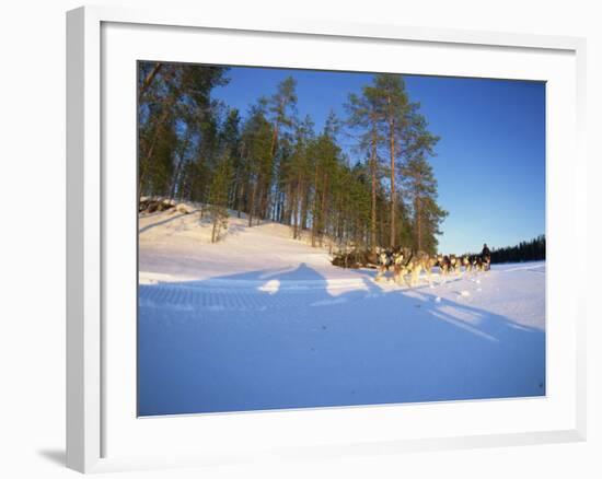 Caveris Husky Safaris, Pure-Bred Siberian Huskies, Karelia, Finland-Murray Louise-Framed Photographic Print