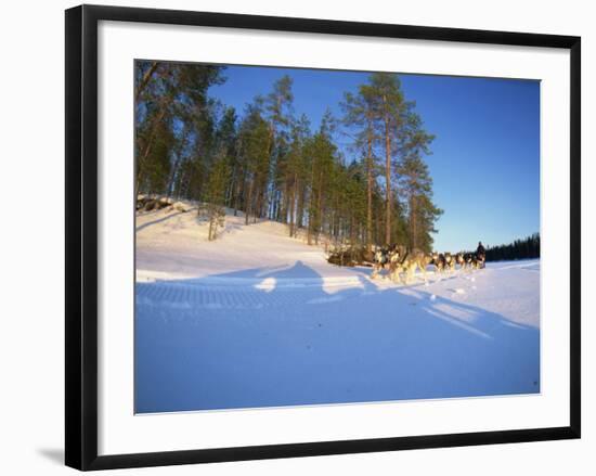 Caveris Husky Safaris, Pure-Bred Siberian Huskies, Karelia, Finland-Murray Louise-Framed Photographic Print