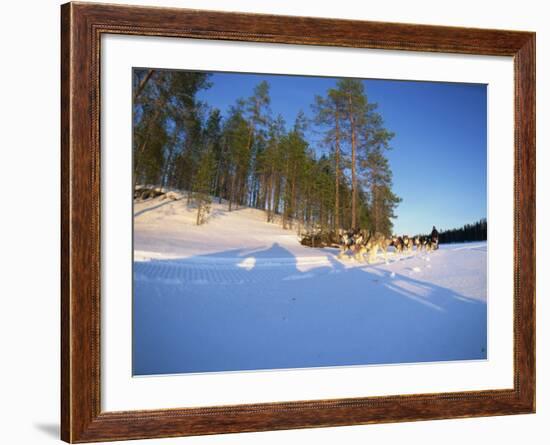 Caveris Husky Safaris, Pure-Bred Siberian Huskies, Karelia, Finland-Murray Louise-Framed Photographic Print