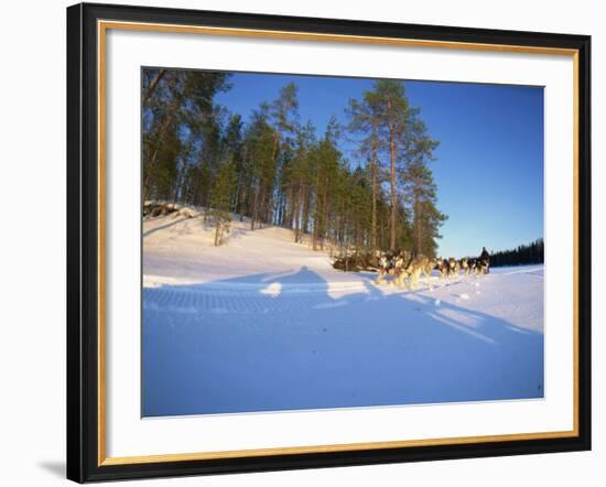 Caveris Husky Safaris, Pure-Bred Siberian Huskies, Karelia, Finland-Murray Louise-Framed Photographic Print