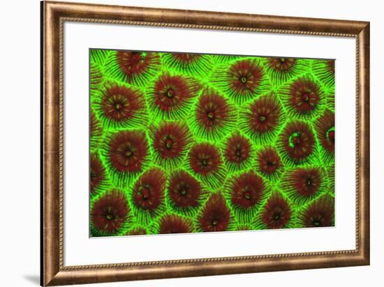 Cavernous Star Coral, Night Fluorescing. Bonaire, Caribbean-Stuart Westmorland-Framed Photographic Print