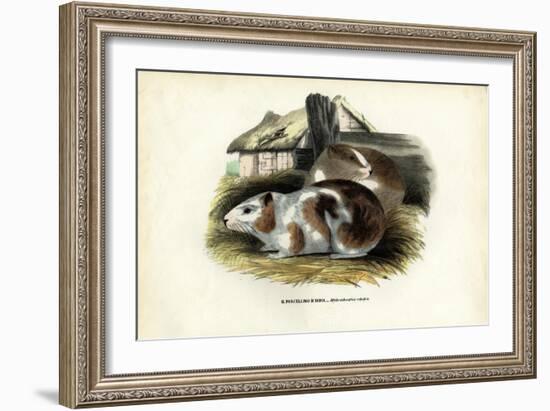 Cavy, 1863-79-Raimundo Petraroja-Framed Giclee Print