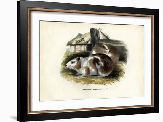 Cavy, 1863-79-Raimundo Petraroja-Framed Giclee Print