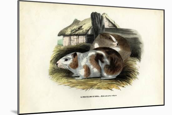 Cavy, 1863-79-Raimundo Petraroja-Mounted Giclee Print