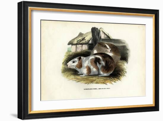 Cavy, 1863-79-Raimundo Petraroja-Framed Giclee Print