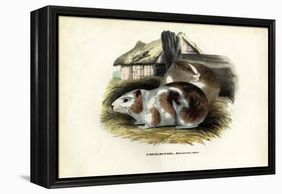 Cavy, 1863-79-Raimundo Petraroja-Framed Premier Image Canvas