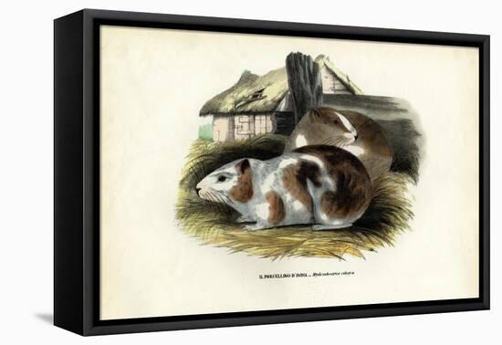 Cavy, 1863-79-Raimundo Petraroja-Framed Premier Image Canvas