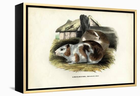 Cavy, 1863-79-Raimundo Petraroja-Framed Premier Image Canvas