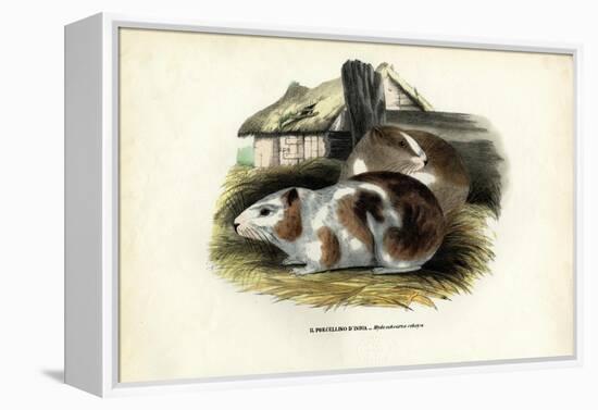 Cavy, 1863-79-Raimundo Petraroja-Framed Premier Image Canvas