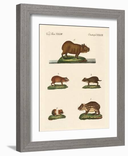 Cavys-null-Framed Giclee Print