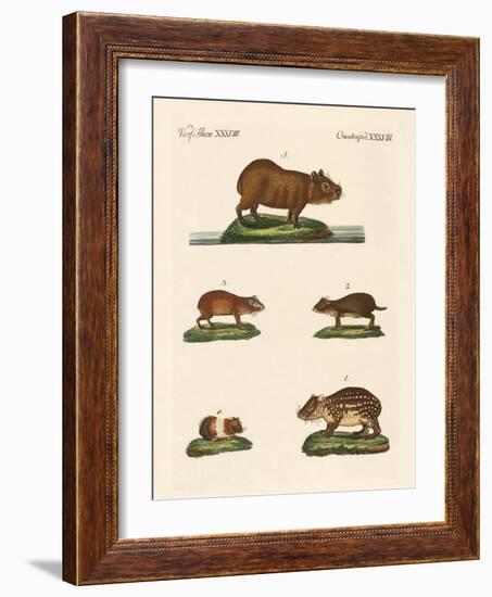 Cavys-null-Framed Giclee Print