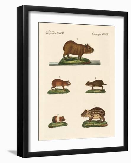 Cavys-null-Framed Giclee Print