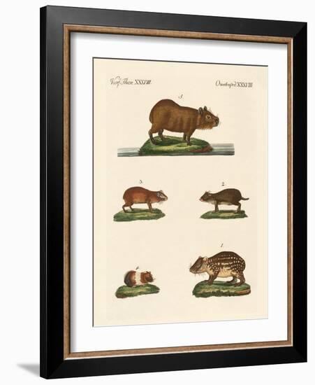 Cavys-null-Framed Giclee Print