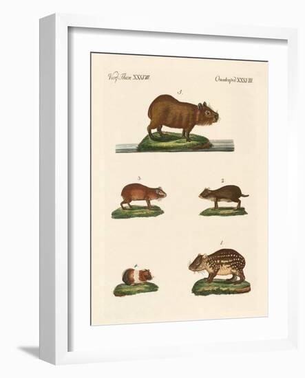 Cavys-null-Framed Giclee Print