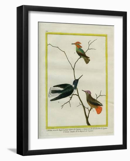 Cayenne Hummingbirds-Georges-Louis Buffon-Framed Giclee Print