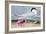 Cayenne Tern-John James Audubon-Framed Giclee Print