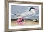 Cayenne Tern-John James Audubon-Framed Giclee Print