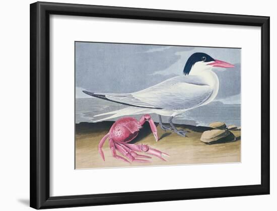 Cayenne Tern-John James Audubon-Framed Giclee Print