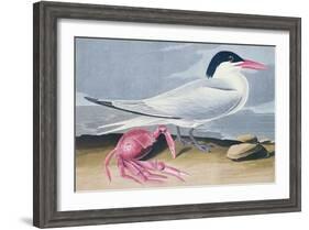 Cayenne Tern-John James Audubon-Framed Giclee Print
