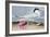 Cayenne Tern-John James Audubon-Framed Giclee Print