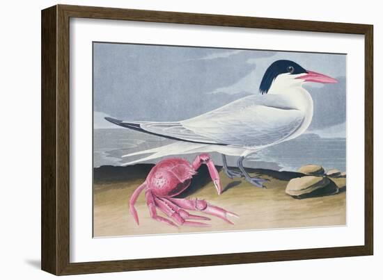 Cayenne Tern-John James Audubon-Framed Giclee Print