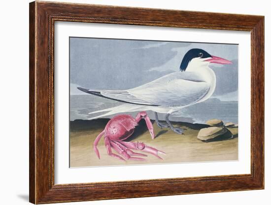 Cayenne Tern-John James Audubon-Framed Giclee Print